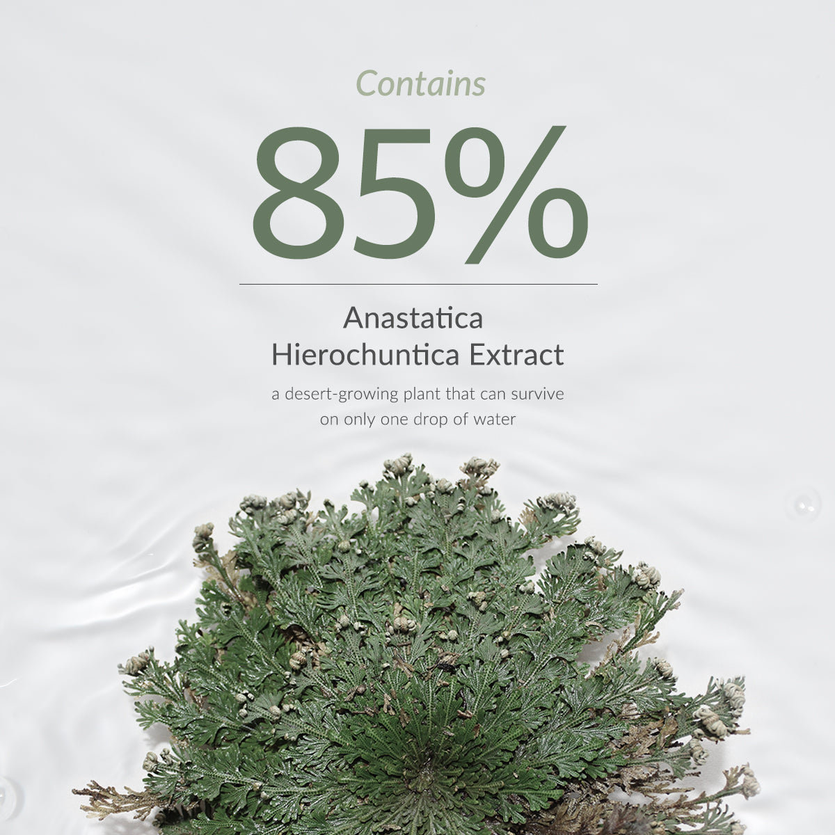 Dr. Althea Anastatica Skin Toner